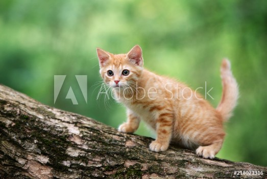 Picture of Red tabby kitten posing on a tree outdoors
